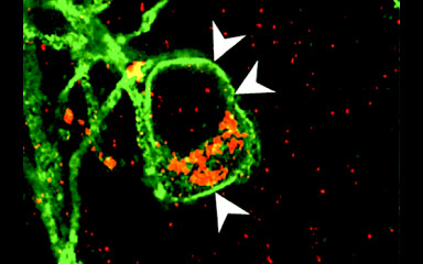 Transgenic techniques