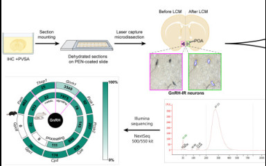 IHC/LCM-Seq