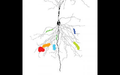 Dendrites