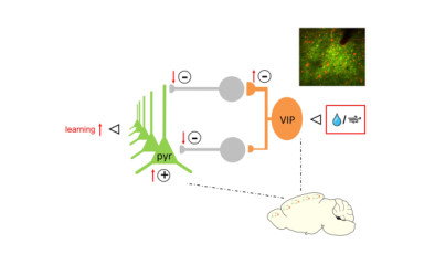 Reward, punishment and the VIP neurons