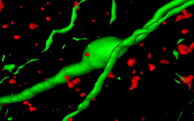 Hypothalamic regulatory mechanisms of reproduction