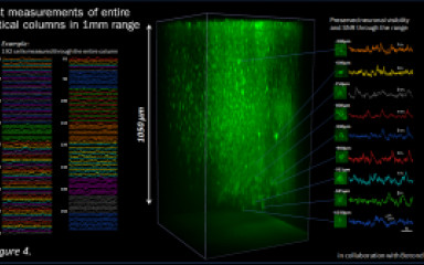 Fast 3D imaging in behaving mice