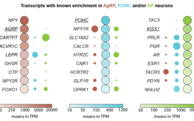 Új preprint a bioRxiv-on: Innovatív IHC/LCM-Seq módszer a humán agyi neuronpopulációk transzkriptomikai vizsgálatára