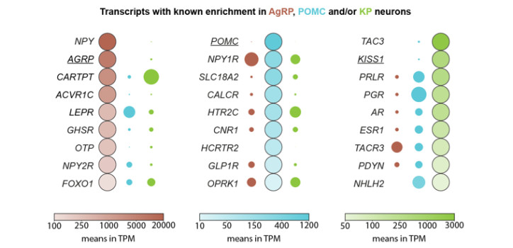Új preprint a bioRxiv-on: Innovatív IHC/LCM-Seq módszer a humán agyi neuronpopulációk transzkriptomikai vizsgálatára diakép