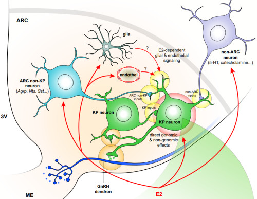 Reproduktív Neurobiológia Kutatócsoport