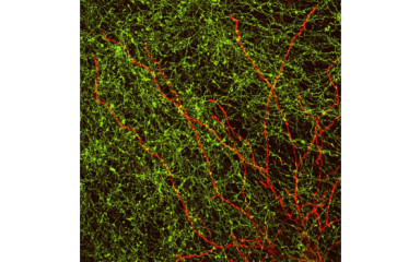 Thalamus and Motor Behavior