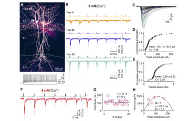 In vitro electrophysiology