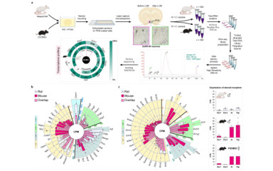 Miért jó, ha megismerjük a transzkriptomot? Egy módszer fontosságáról és az elért eredmény hasznáról