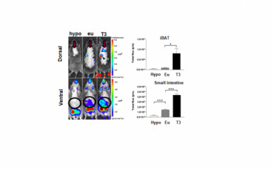 Thyroid Hormone Action Indicator mouse model