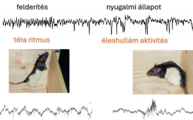 Az EEG és a viselkedés összefüggése II.
