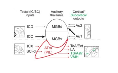 New publication in Neuron