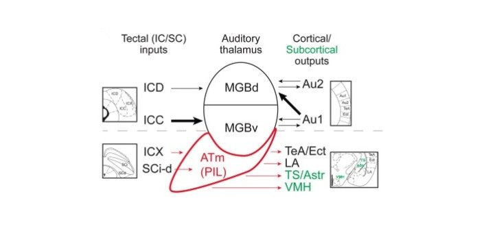 New publication in Neuron diakép